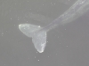 p1011021